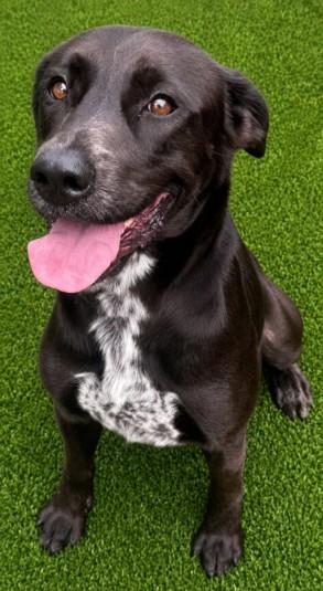 Enlarge WILLOW, a Adoptable mixed breed in Texas City, TX image 1/1