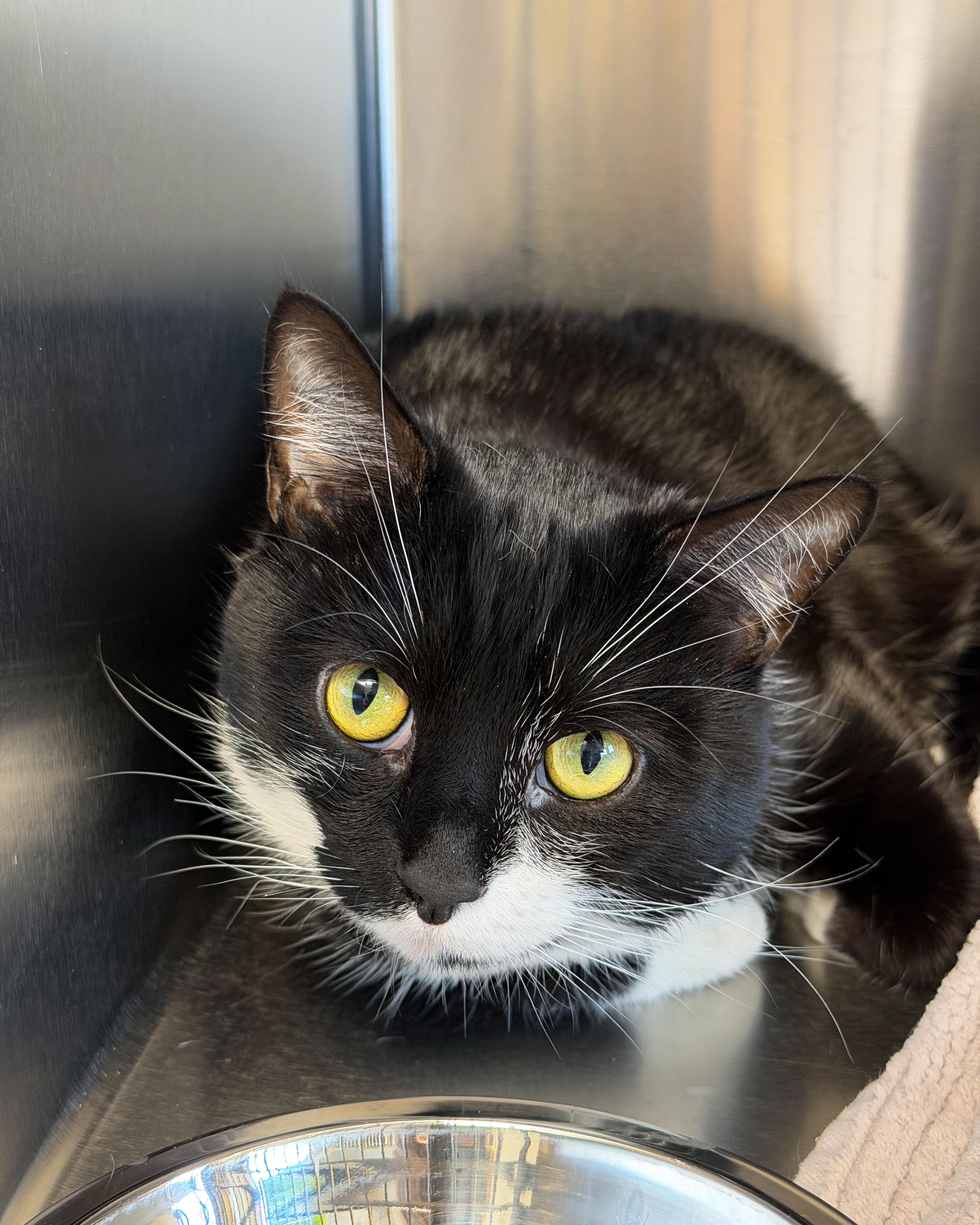 Enlarge Milo, a Adoptable American Shorthair in Scituate, MA image 1/6