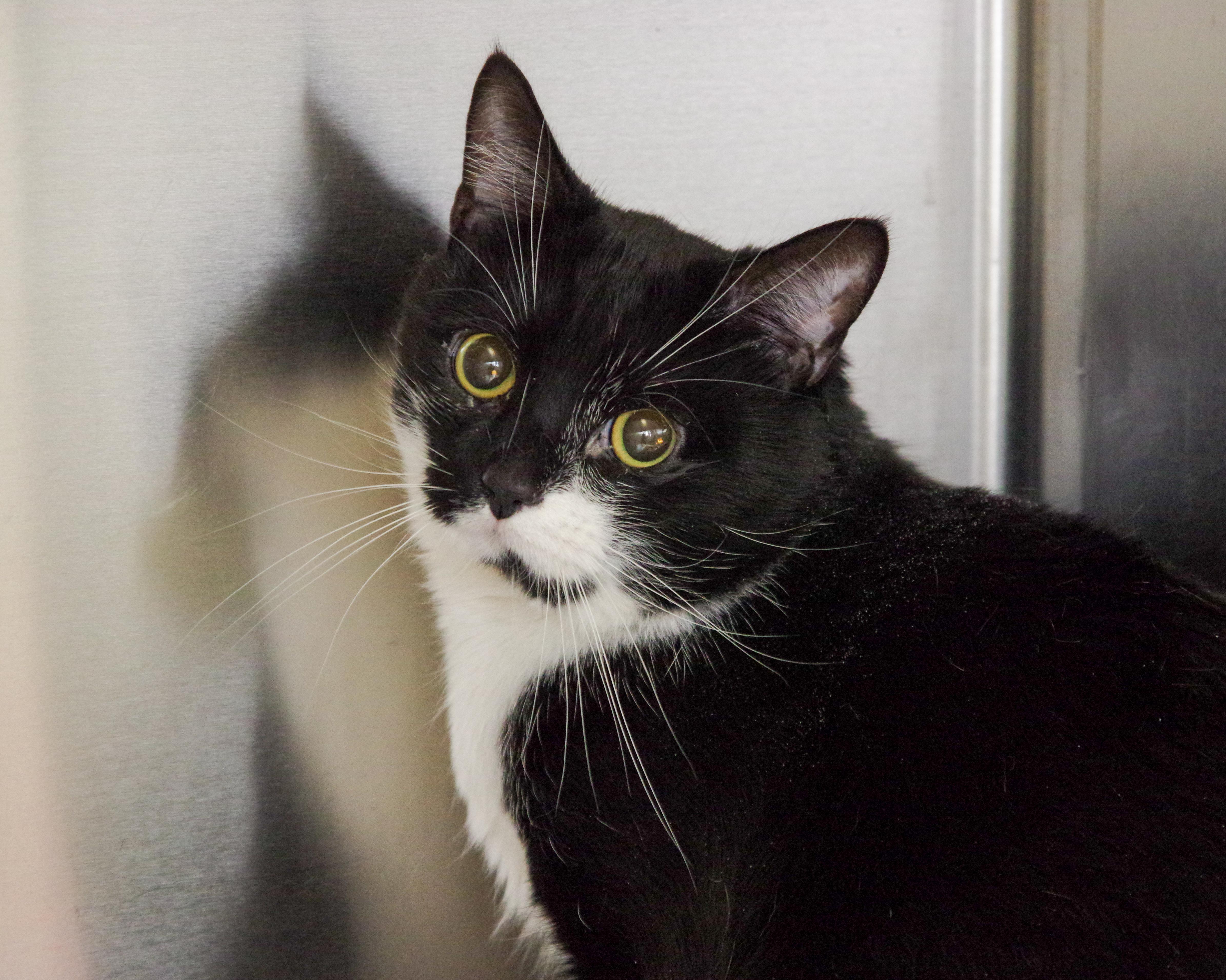 Enlarge Milo, a Adoptable American Shorthair in Scituate, MA image 2/6