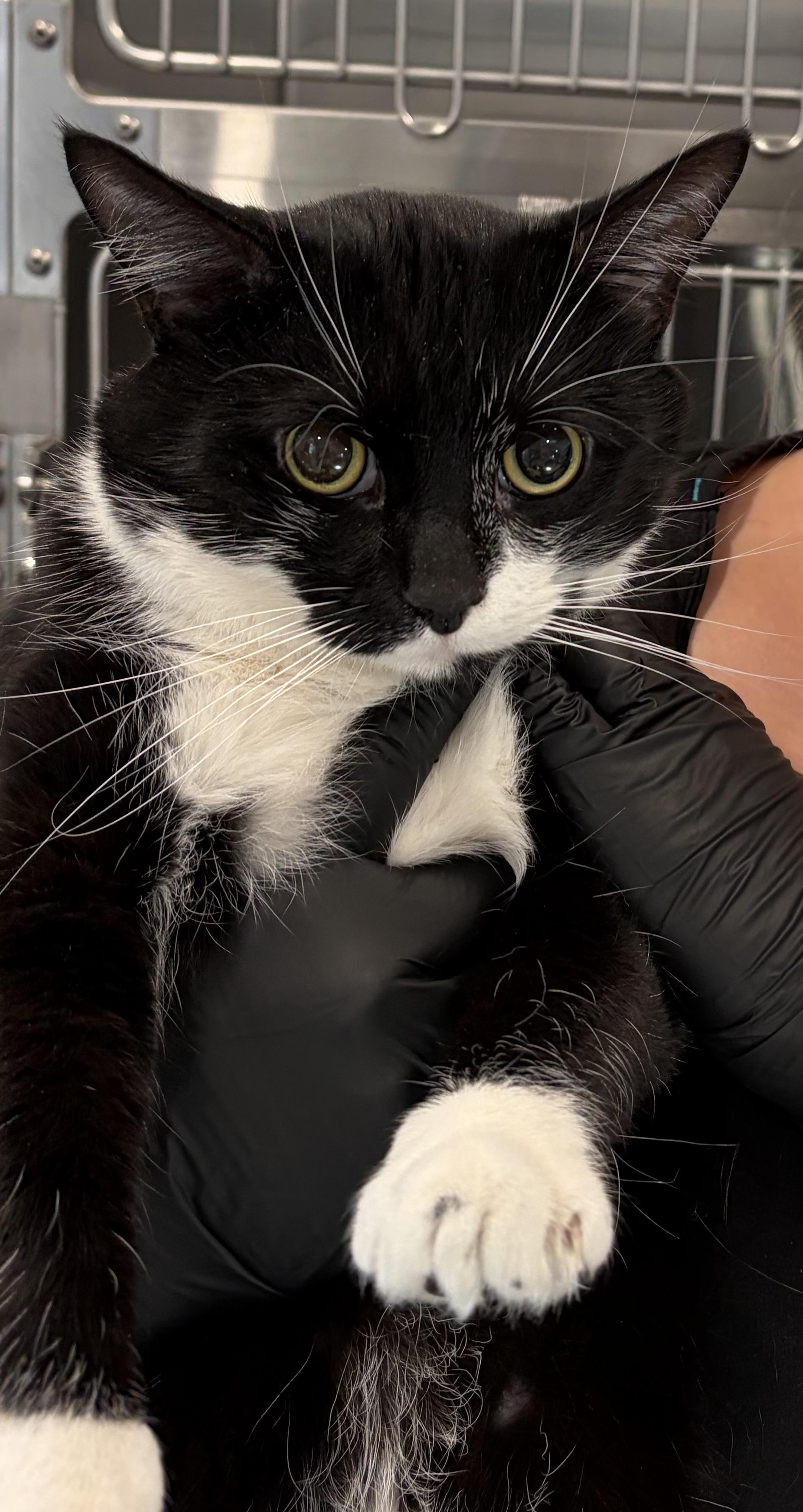 Enlarge Milo, a Adoptable American Shorthair in Scituate, MA image 5/6