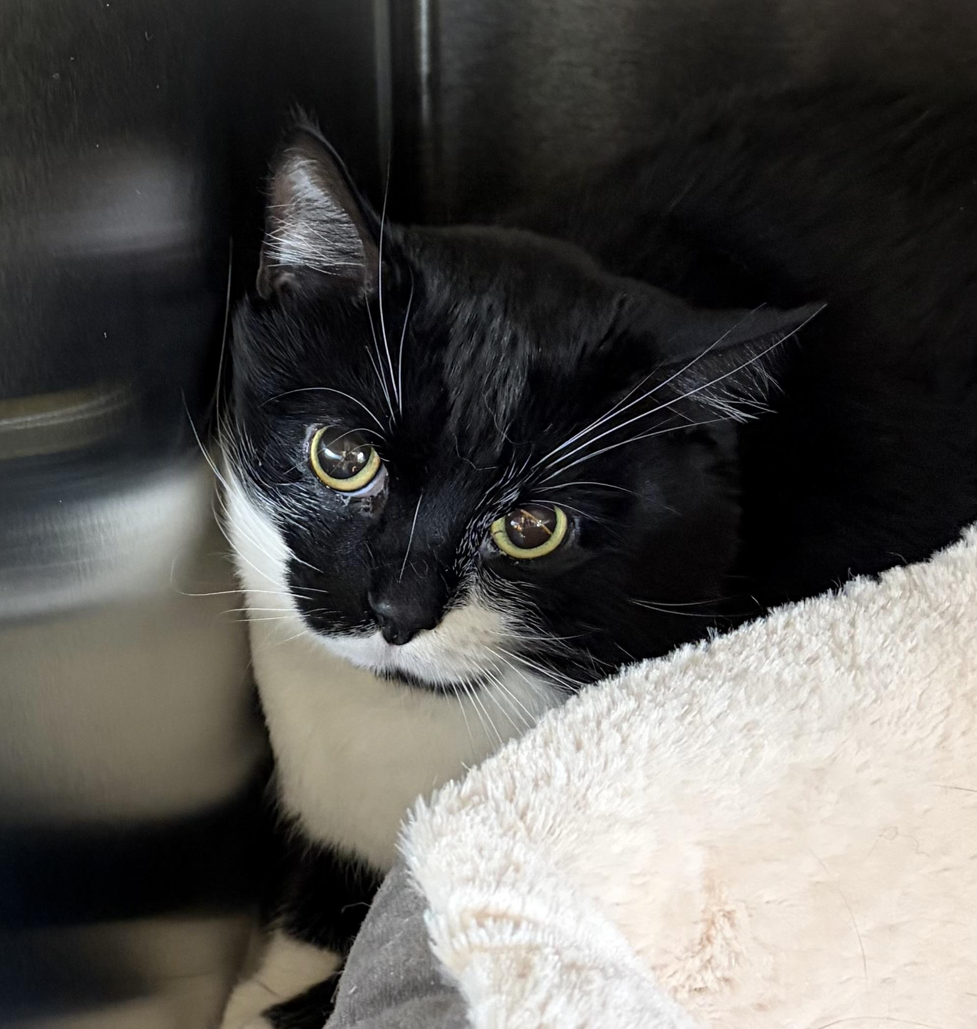Enlarge Milo, a Adoptable American Shorthair in Scituate, MA image 6/6