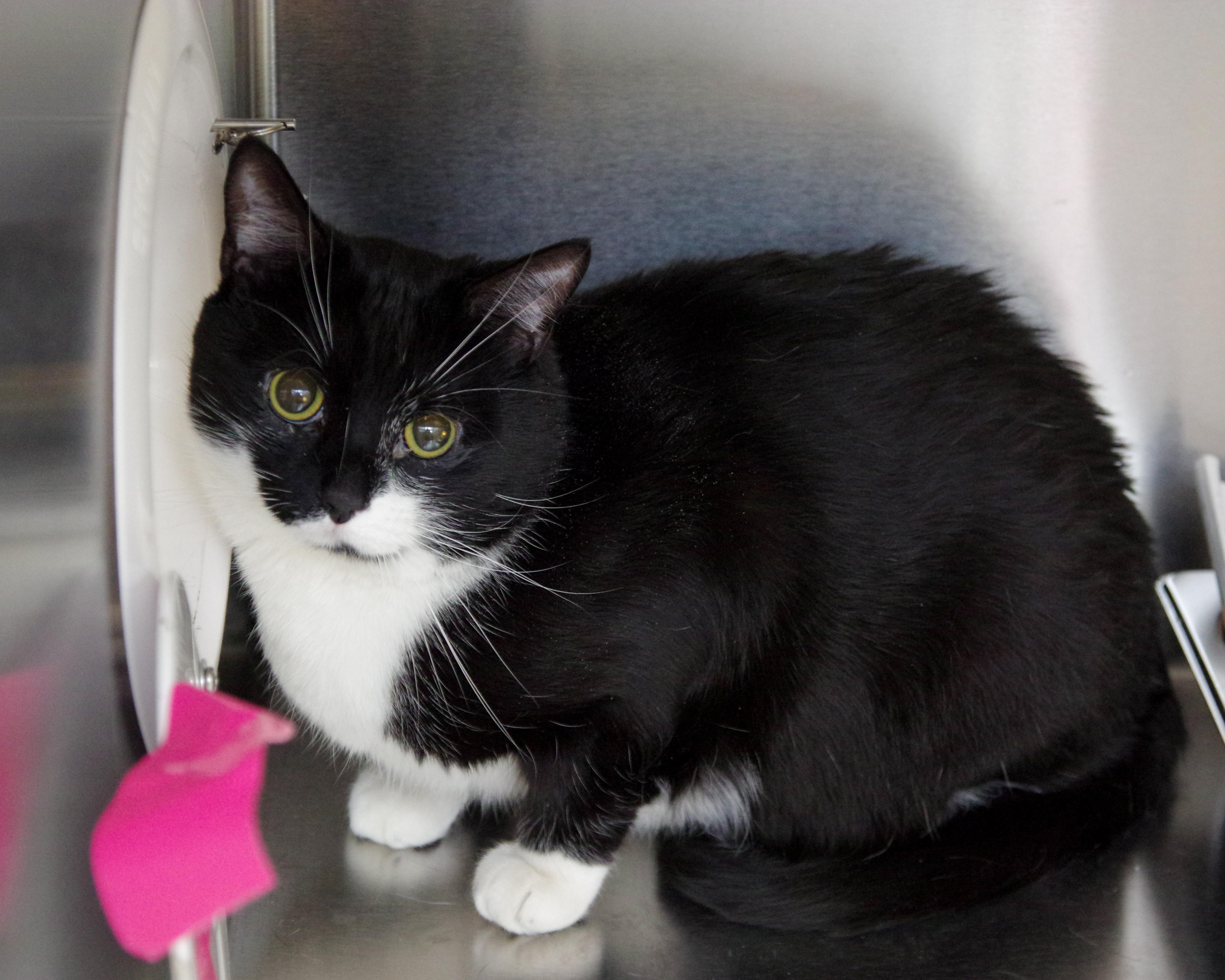 Enlarge Milo, a Adoptable American Shorthair in Scituate, MA image 3/6