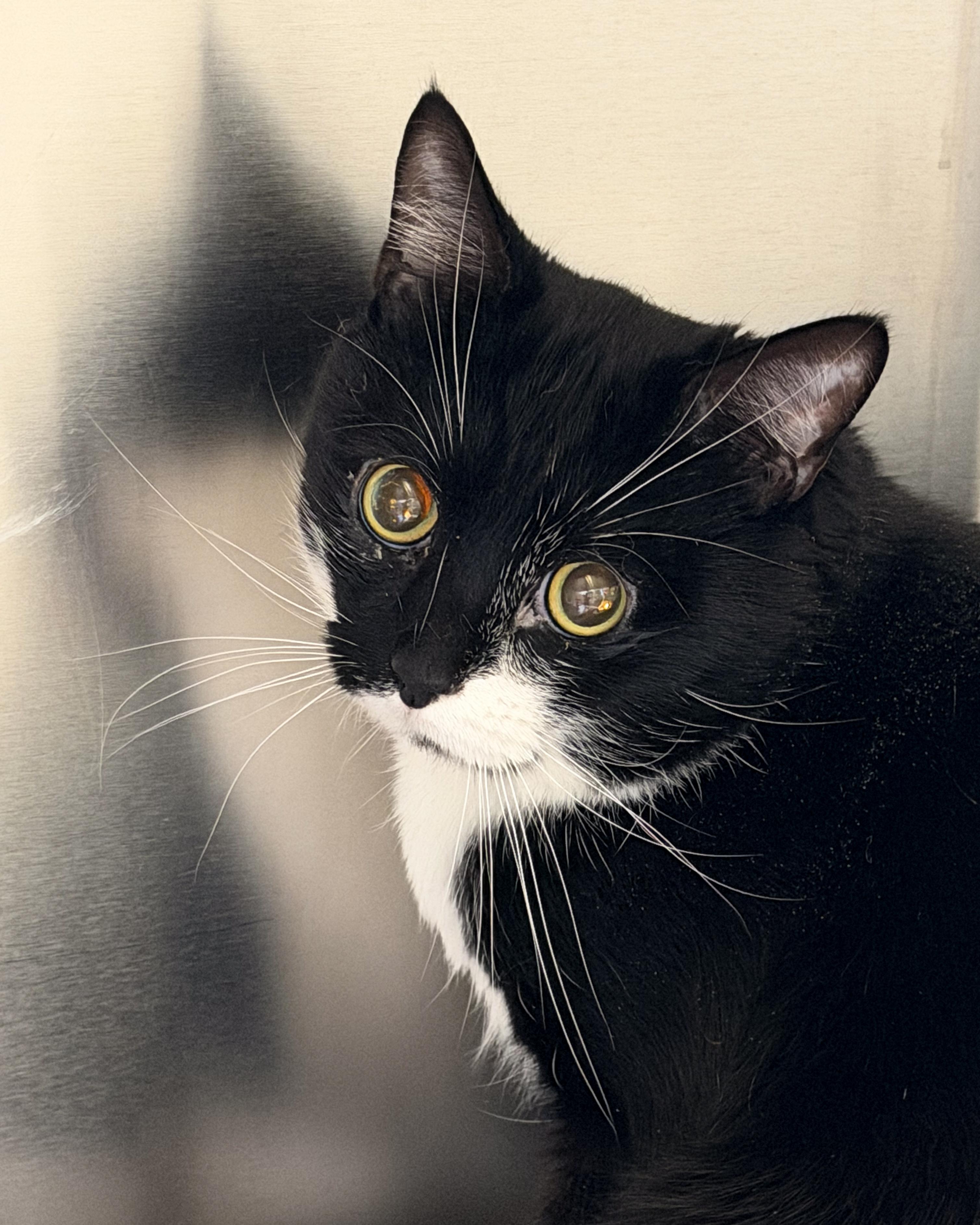 Enlarge Milo, a Adoptable American Shorthair in Scituate, MA image 4/6