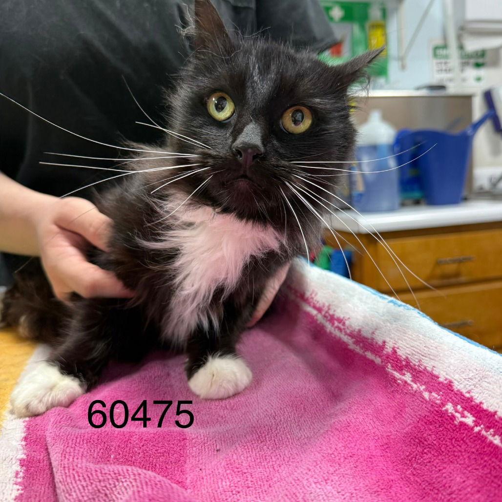 DORIS, Adopted, Young Female Domestic Medium Hair.