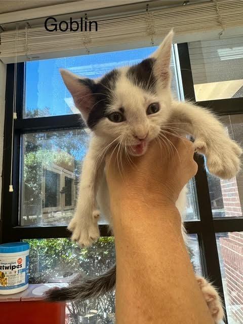 Goblin, Adoptable, Kitten Male Domestic Short Hair.