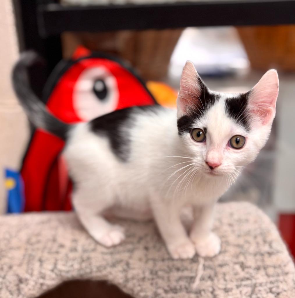 Goblin, a Adoptable mixed breed in Madison, GA image 2/2