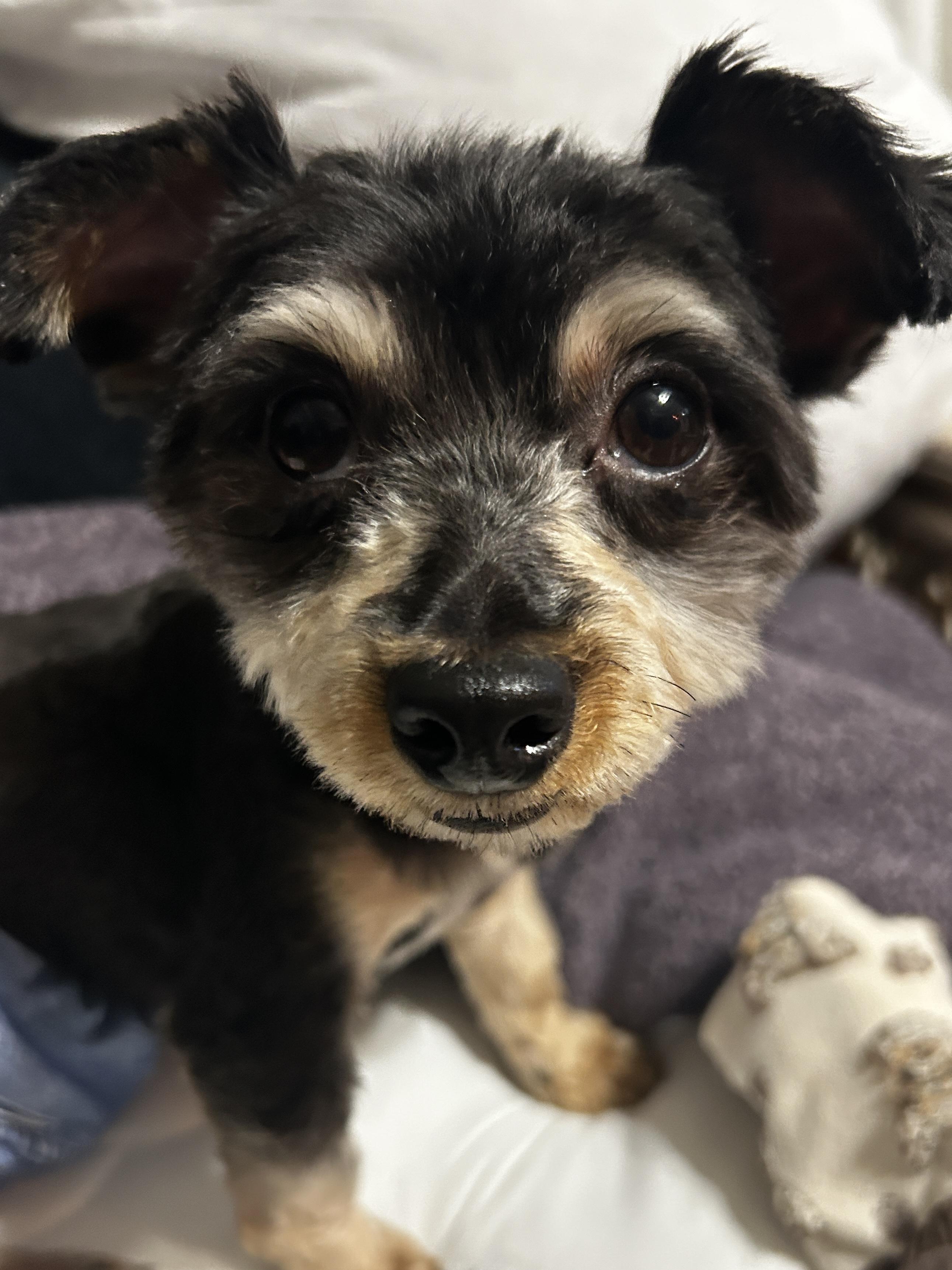 Thumper, an adopted mixed breed in East Lansing, MI image 3/4