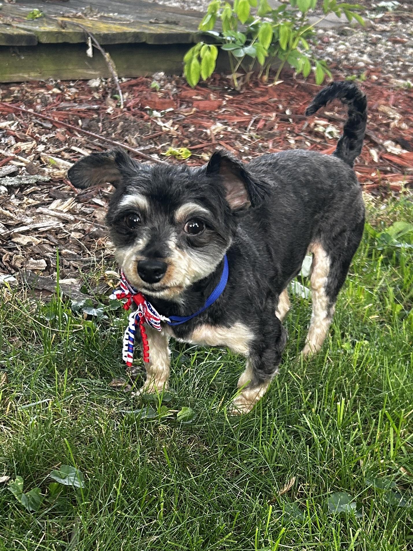 Thumper, an adopted mixed breed in East Lansing, MI image 2/4