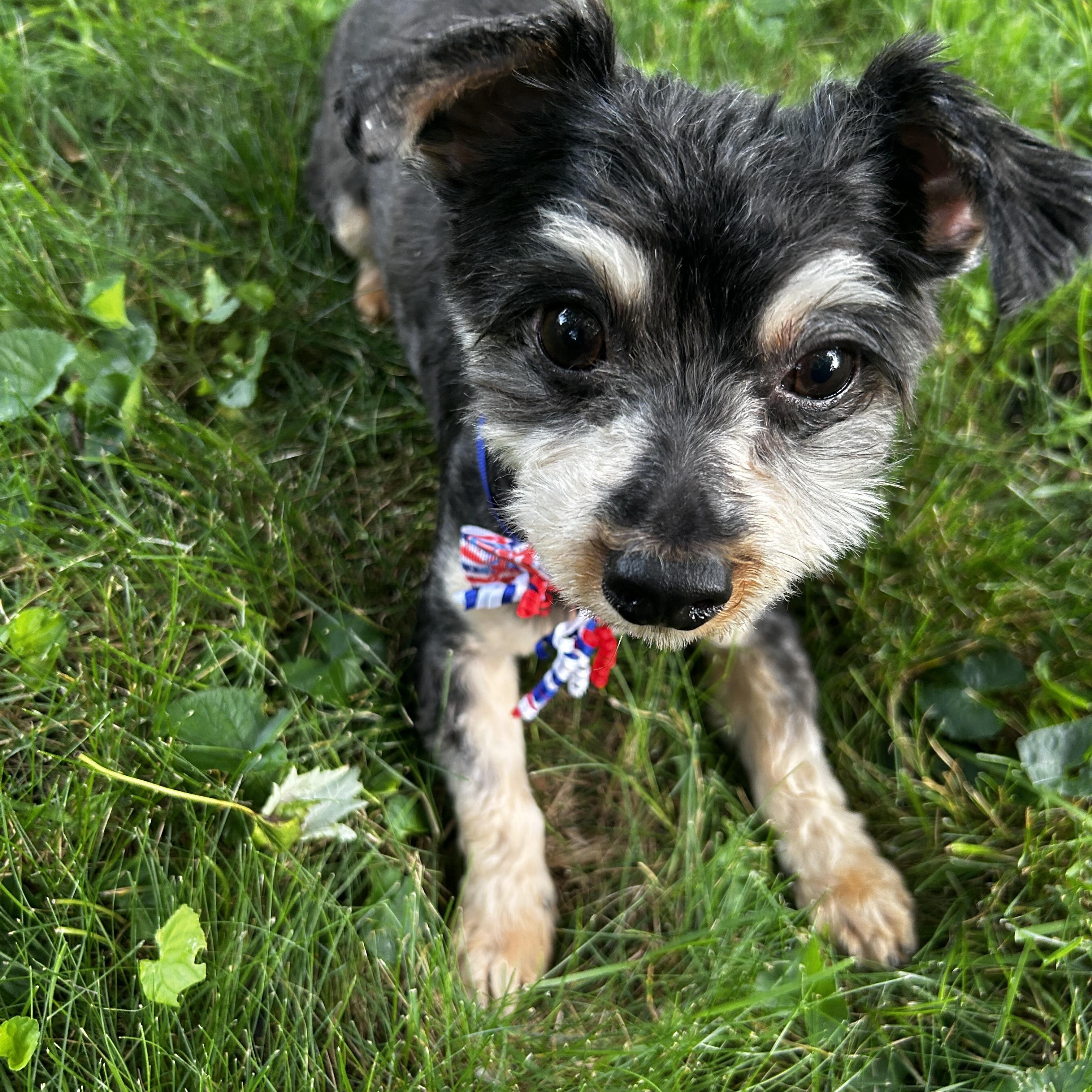 Thumper, an adopted mixed breed in East Lansing, MI image 1/4