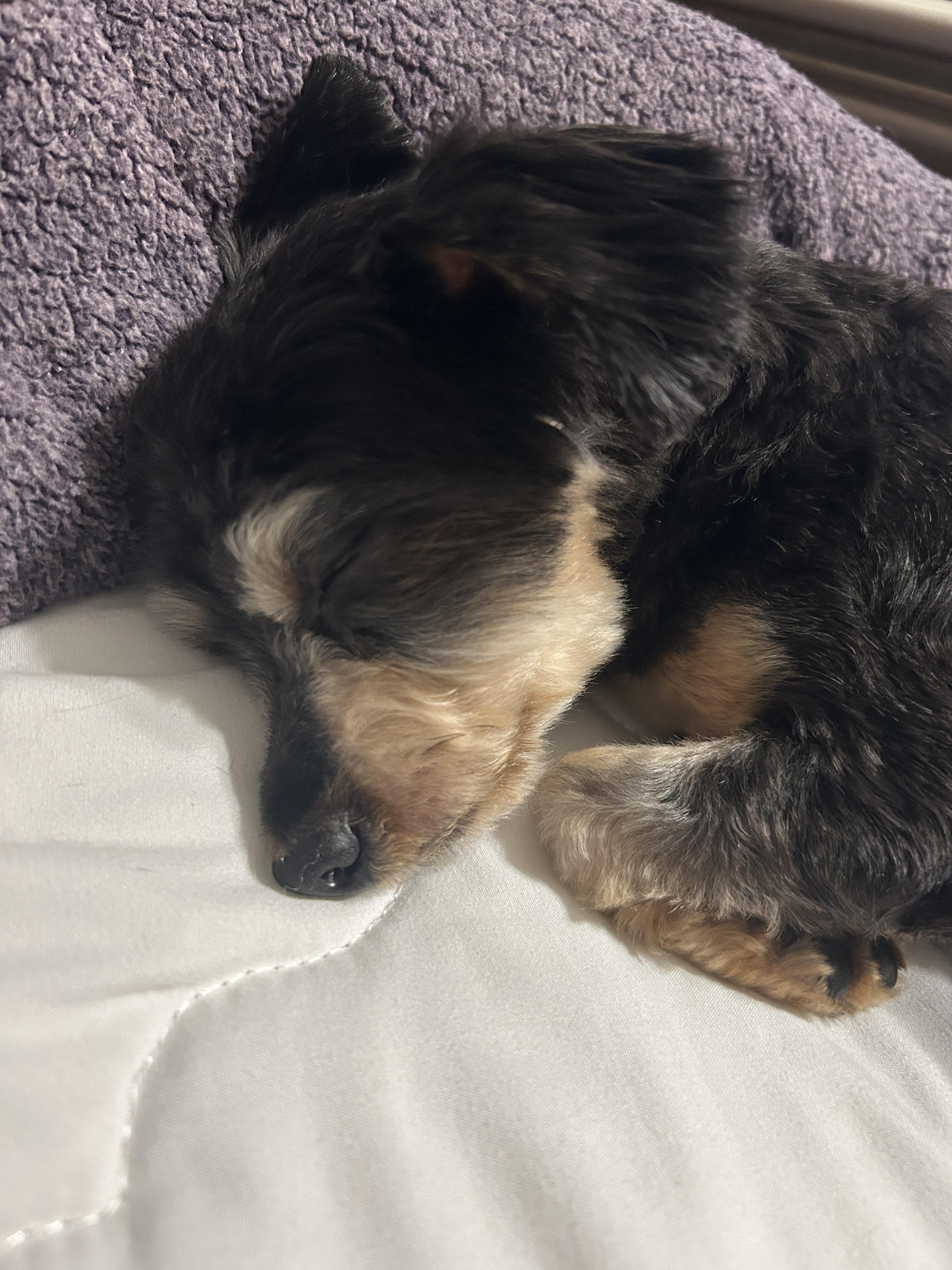 Thumper, an adopted mixed breed in East Lansing, MI image 4/4
