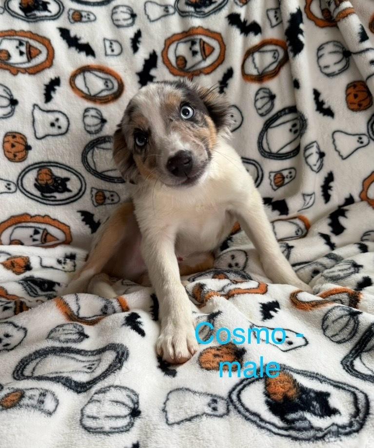 Cosmo, Adoptable, Puppy Male Australian Shepherd.