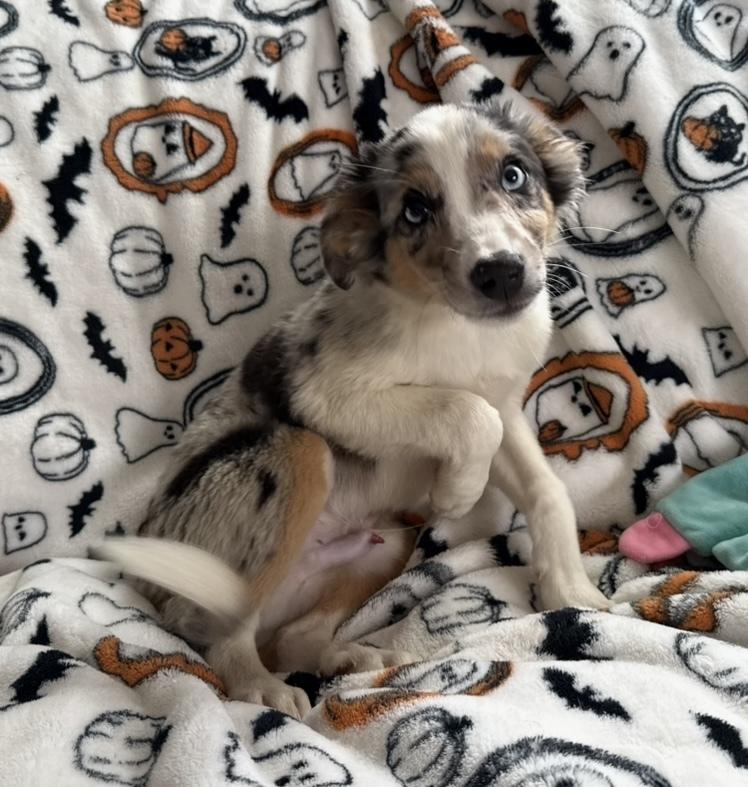 Enlarge Cosmo, a Adoptable mixed breed in Cheektowaga, NY image 3/4