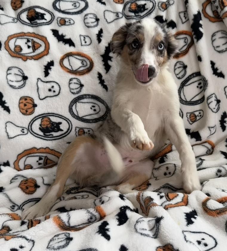 Enlarge Cosmo, a Adoptable mixed breed in Cheektowaga, NY image 4/4