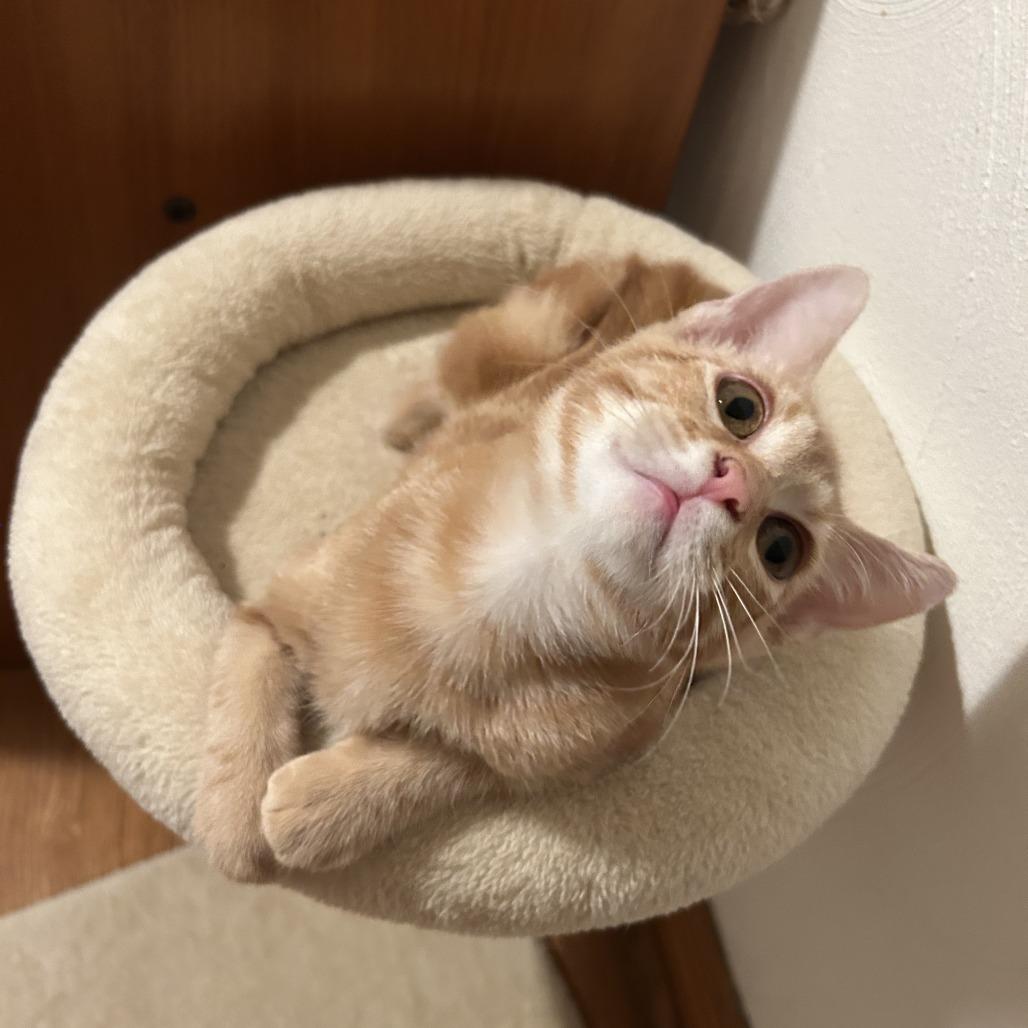 Paul McCartney, Adoptable, Kitten Male Domestic Short Hair.
