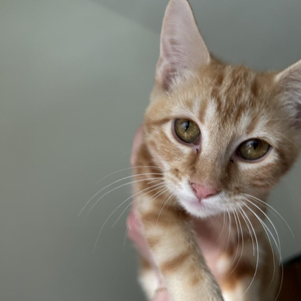 Enlarge Paul McCartney, a Adoptable Domestic Short Hair in St. Louis, MO image 2/6