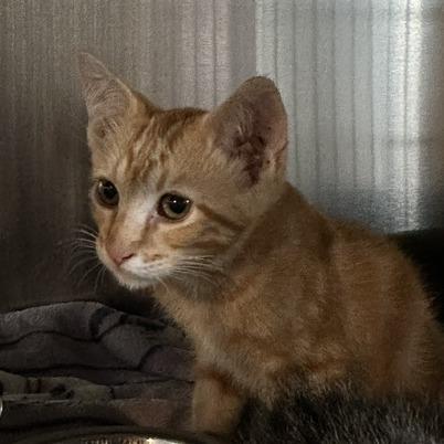 Enlarge Paul McCartney, a Adoptable Domestic Short Hair in St. Louis, MO image 3/6