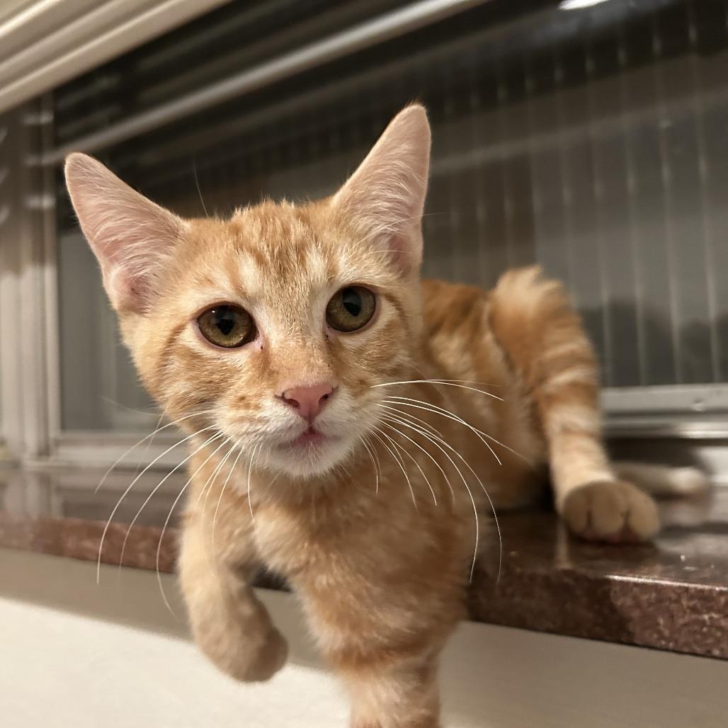 Enlarge Paul McCartney, a Adoptable Domestic Short Hair in St. Louis, MO image 4/6