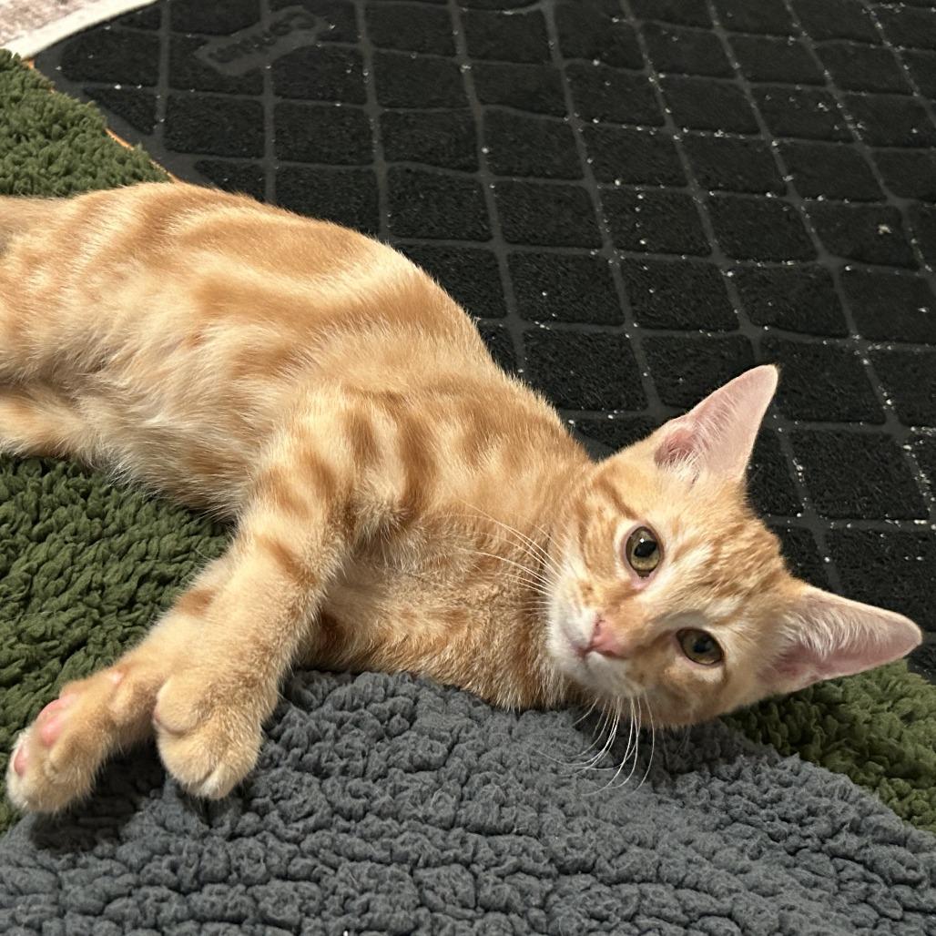 Enlarge Paul McCartney, a Adoptable Domestic Short Hair in St. Louis, MO image 5/6