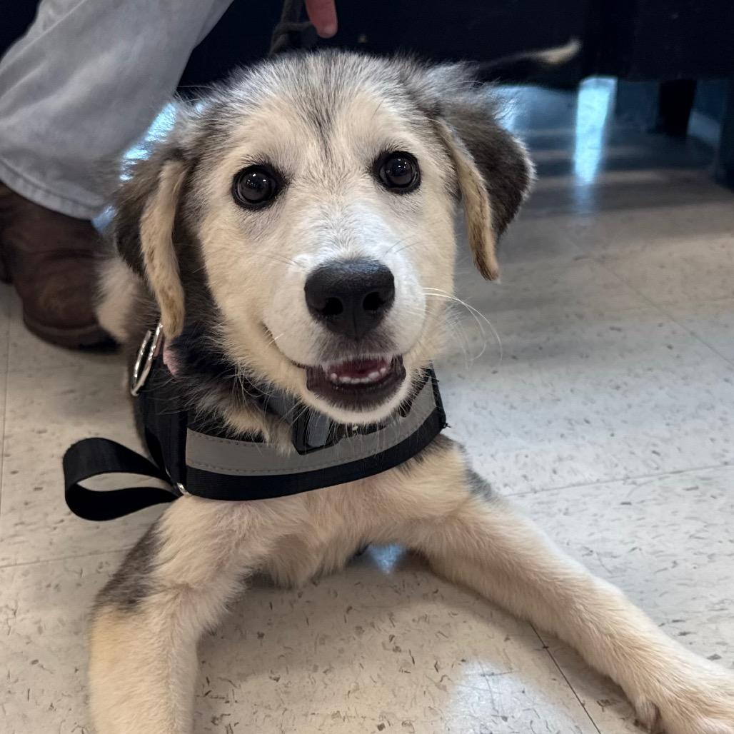 Lainey, Adoptable, Young Female Mixed Breed & Mixed Breed.