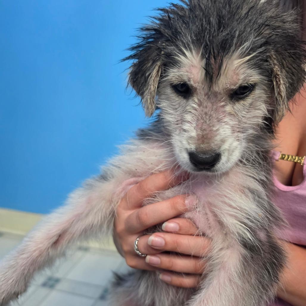 Enlarge Lainey, a Adoptable mixed breed in Aberdeen, NC image 2/6