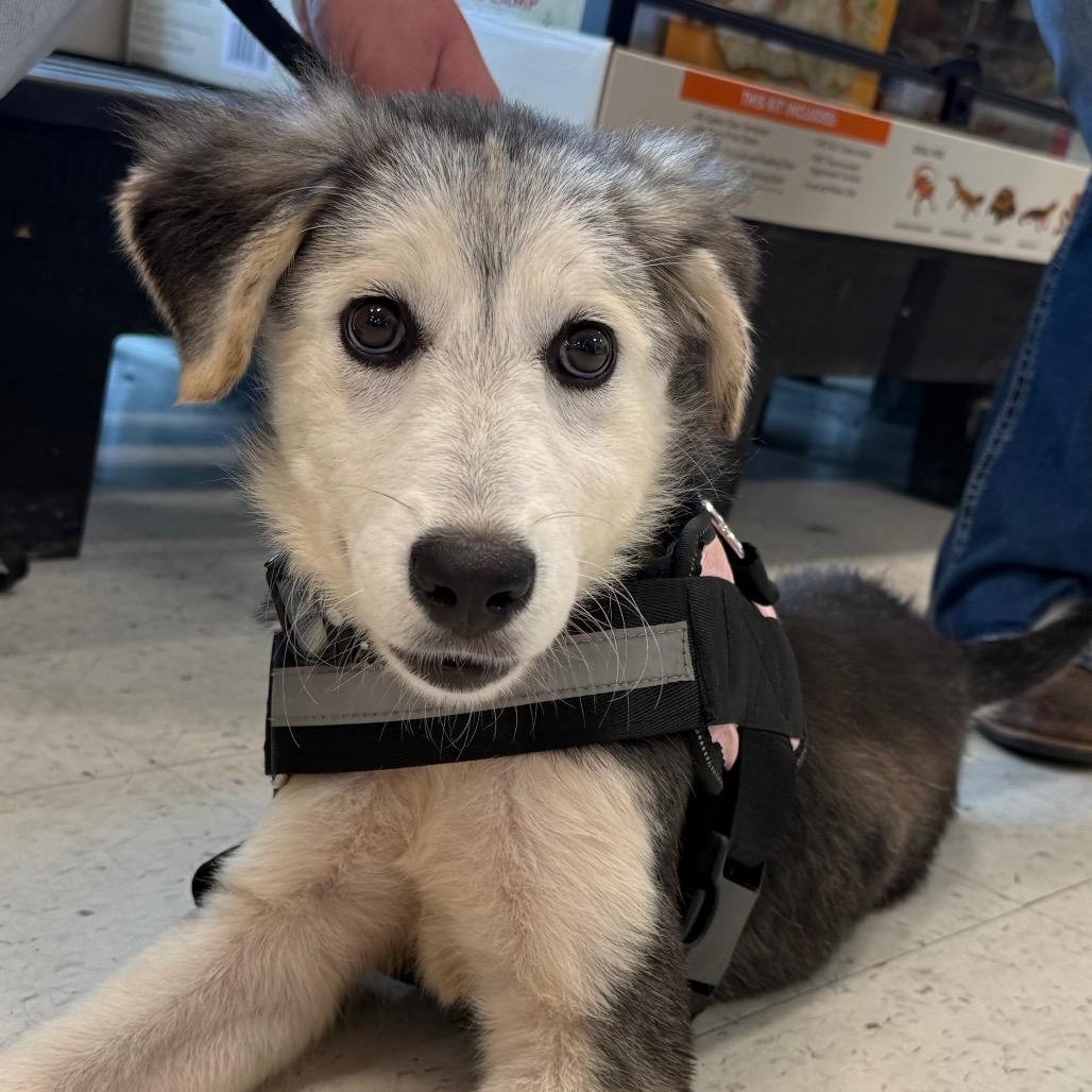 Enlarge Lainey, a Adoptable mixed breed in Aberdeen, NC image 5/6