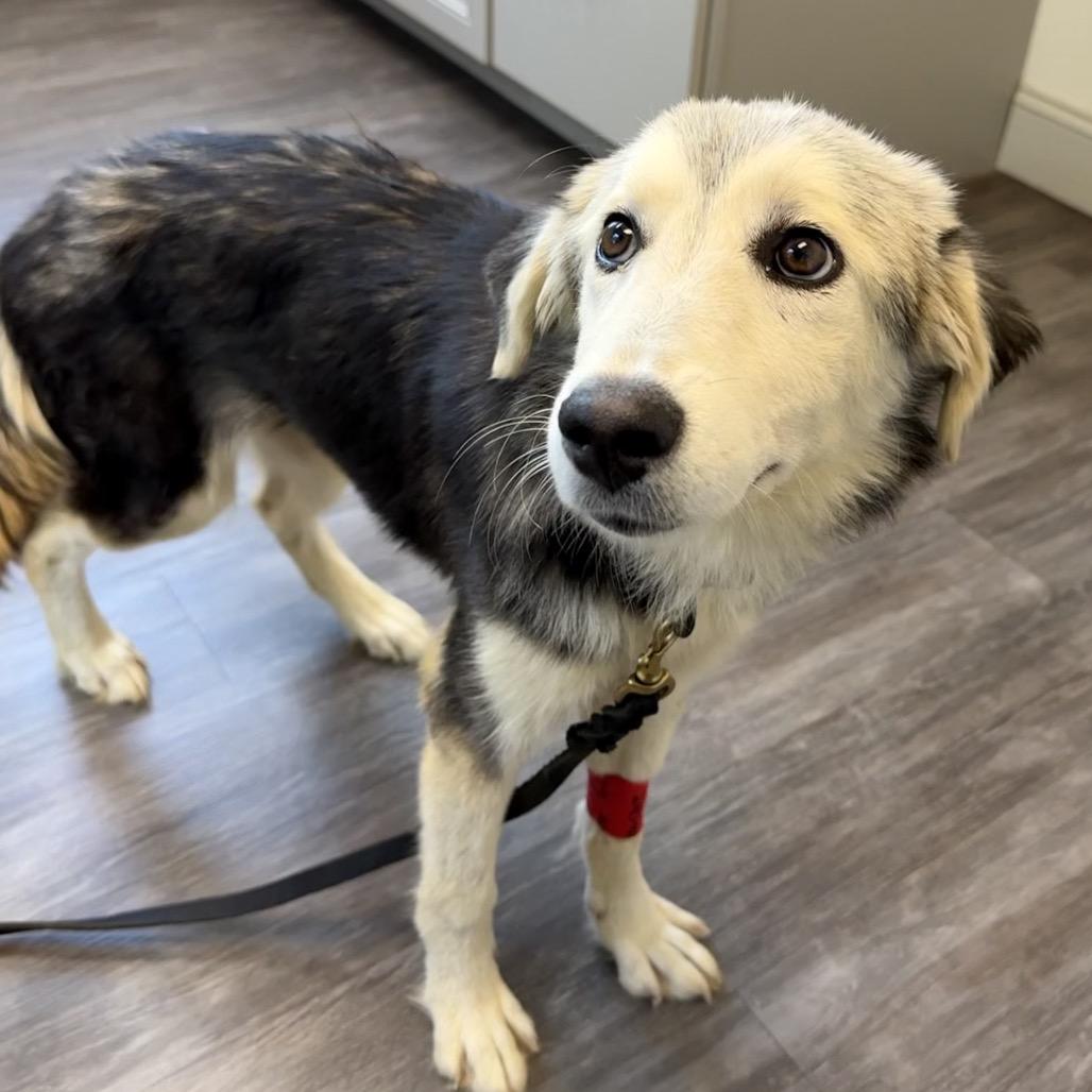 Enlarge Lainey, a Adoptable mixed breed in Aberdeen, NC image 6/6