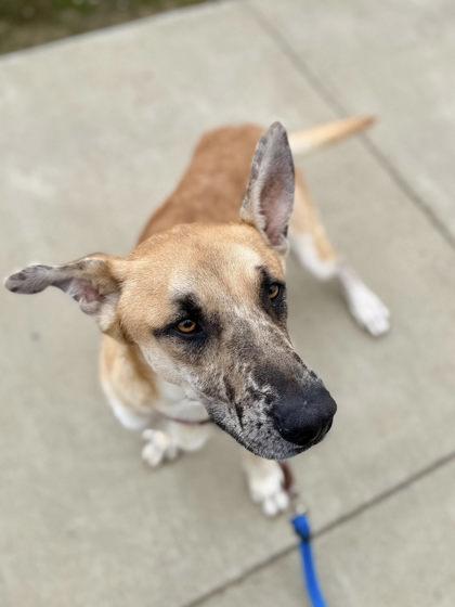 Enlarge Sebastian, a Adoptable mixed breed in Roseville, CA image 2/2
