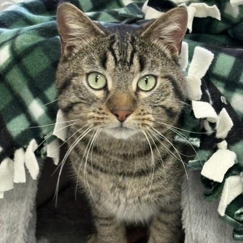 Zig Zag, Adoptable, Adult Male Domestic Short Hair.