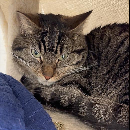Zig Zag, a Adoptable Domestic Short Hair in Murray, UT image 1/4