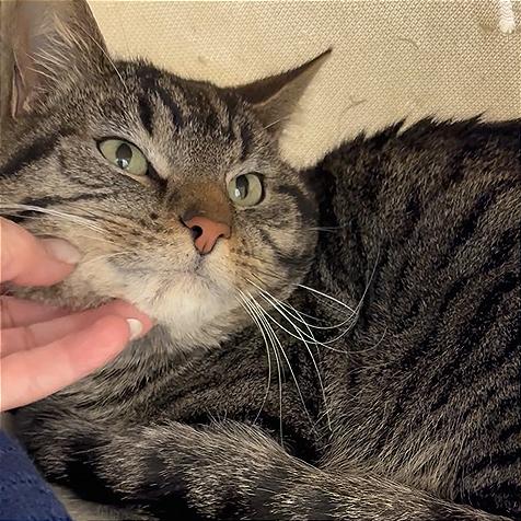 Zig Zag, a Adoptable Domestic Short Hair in Murray, UT image 2/4