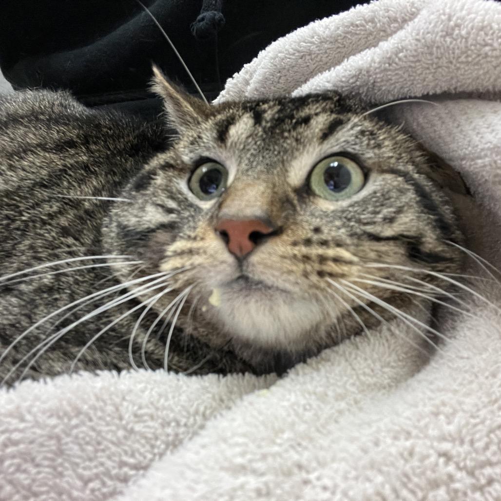 Zig Zag, a Adoptable Domestic Short Hair in Murray, UT image 3/4