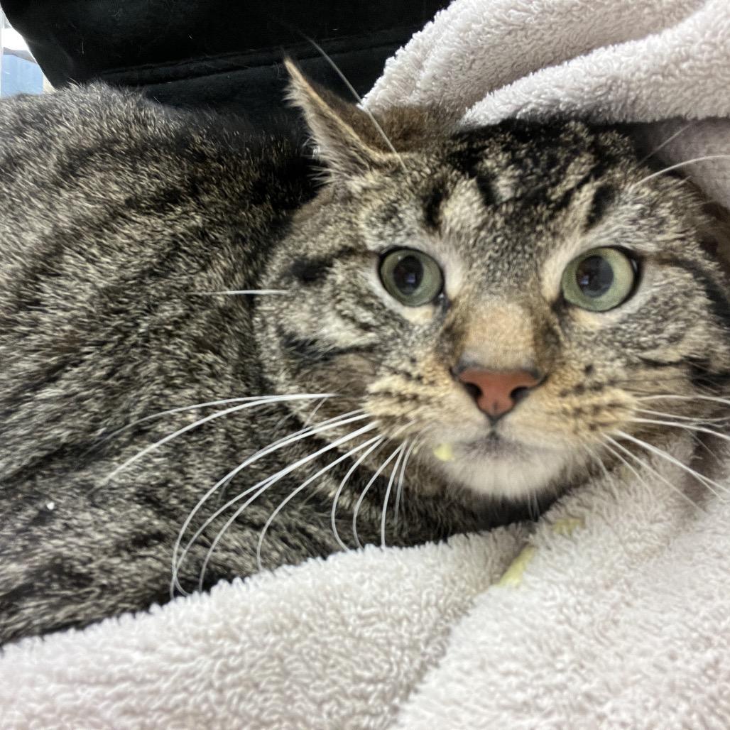 Zig Zag, a Adoptable Domestic Short Hair in Murray, UT image 4/4