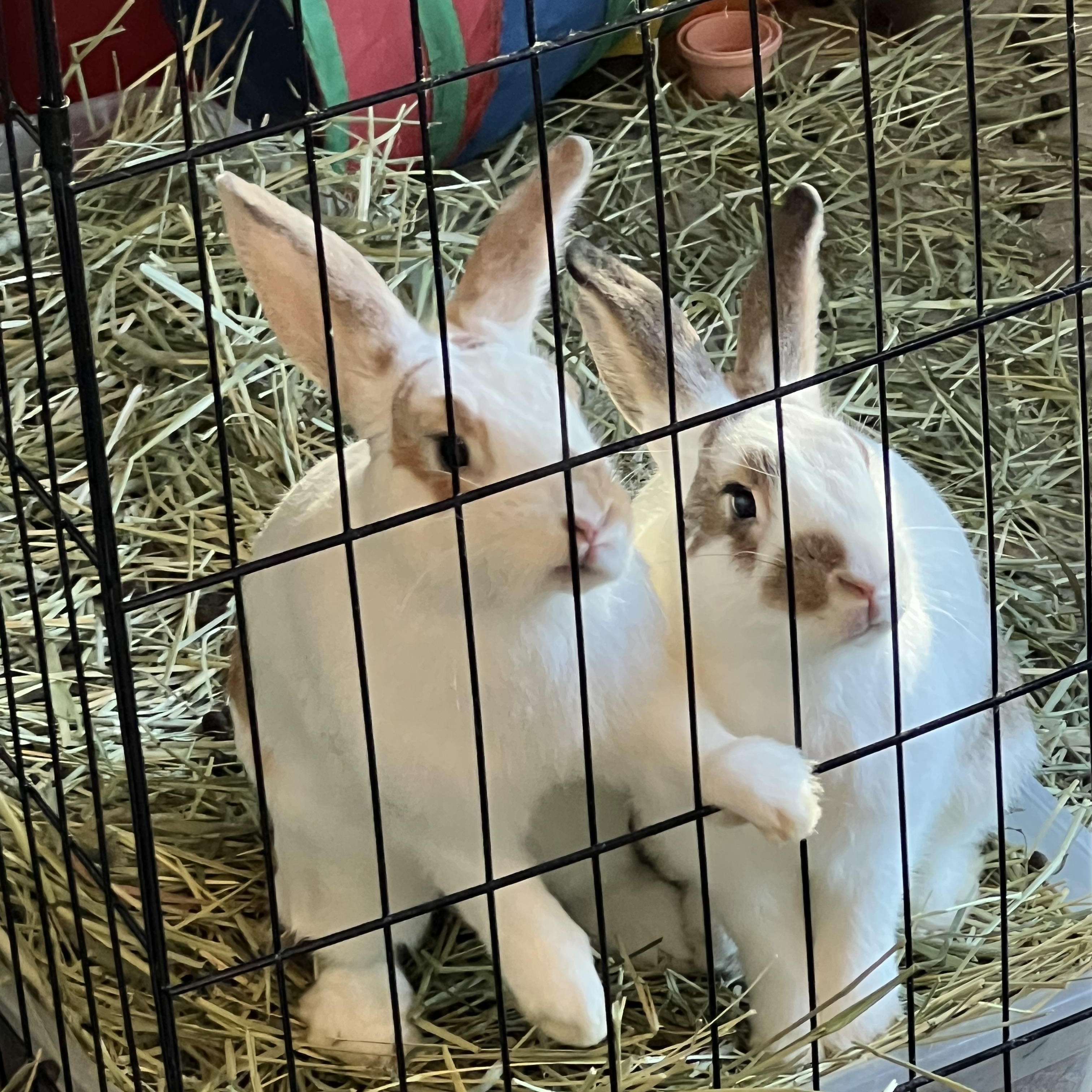 Enlarge Cassian & Ansel (bonded brother pair), a Adoptable mixed breed in Huntsville, AL image 5/6