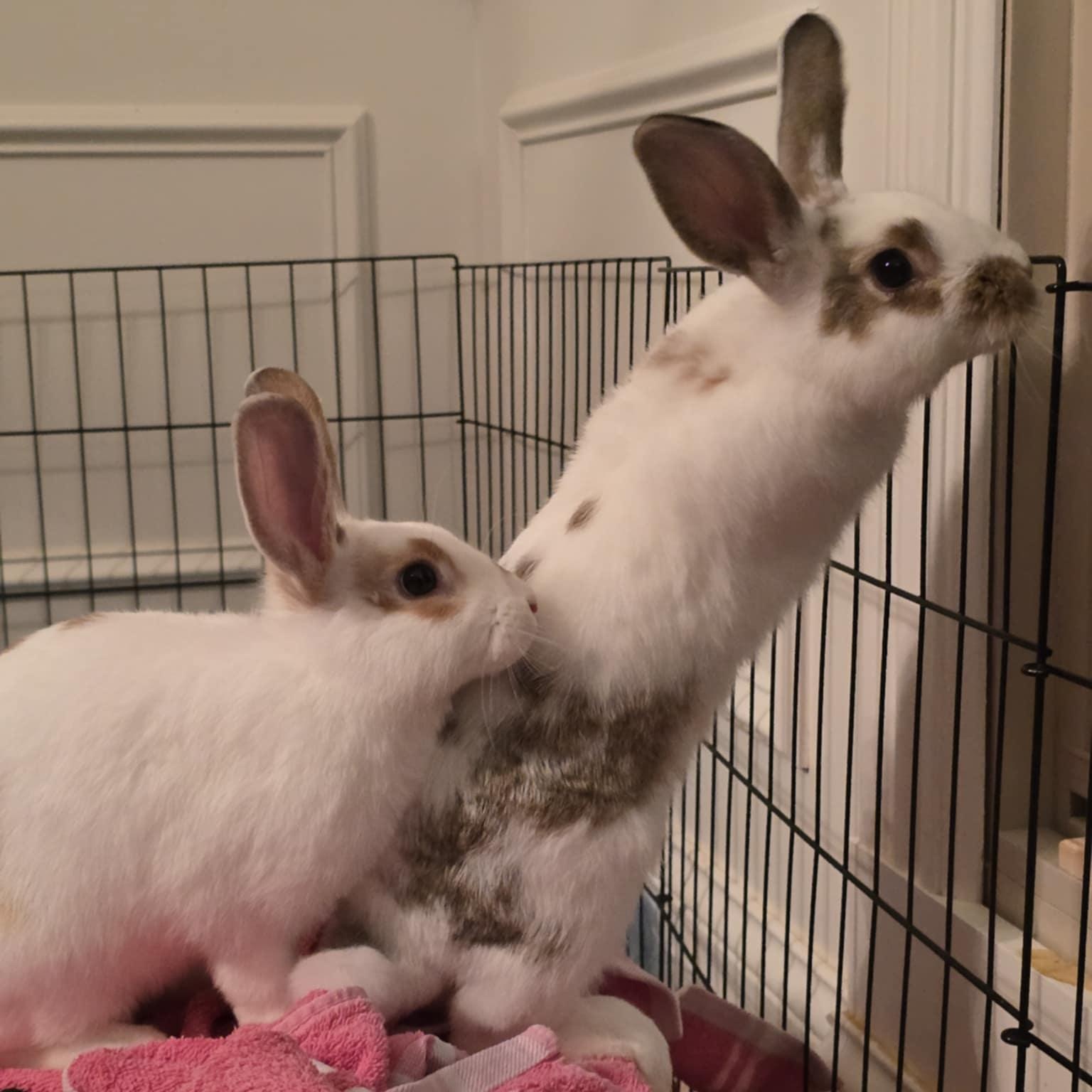 Enlarge Cassian & Ansel (bonded brother pair), a Adoptable mixed breed in Huntsville, AL image 2/6