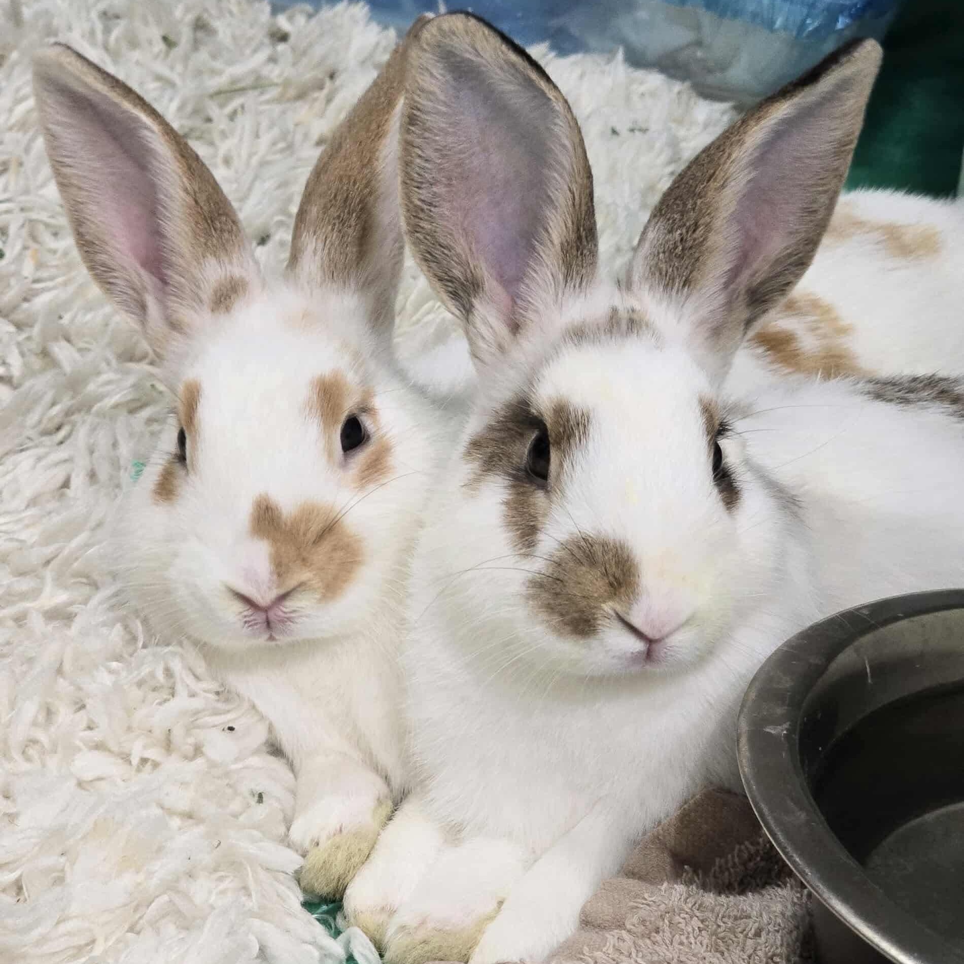 Cassian & Ansel (bonded brother pair), Adoptable, Young Male English Spot & Bunny Rabbit.