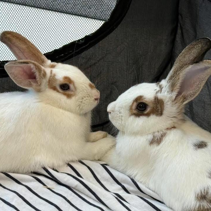 Enlarge Cassian & Ansel (bonded brother pair), a Adoptable mixed breed in Huntsville, AL image 4/6