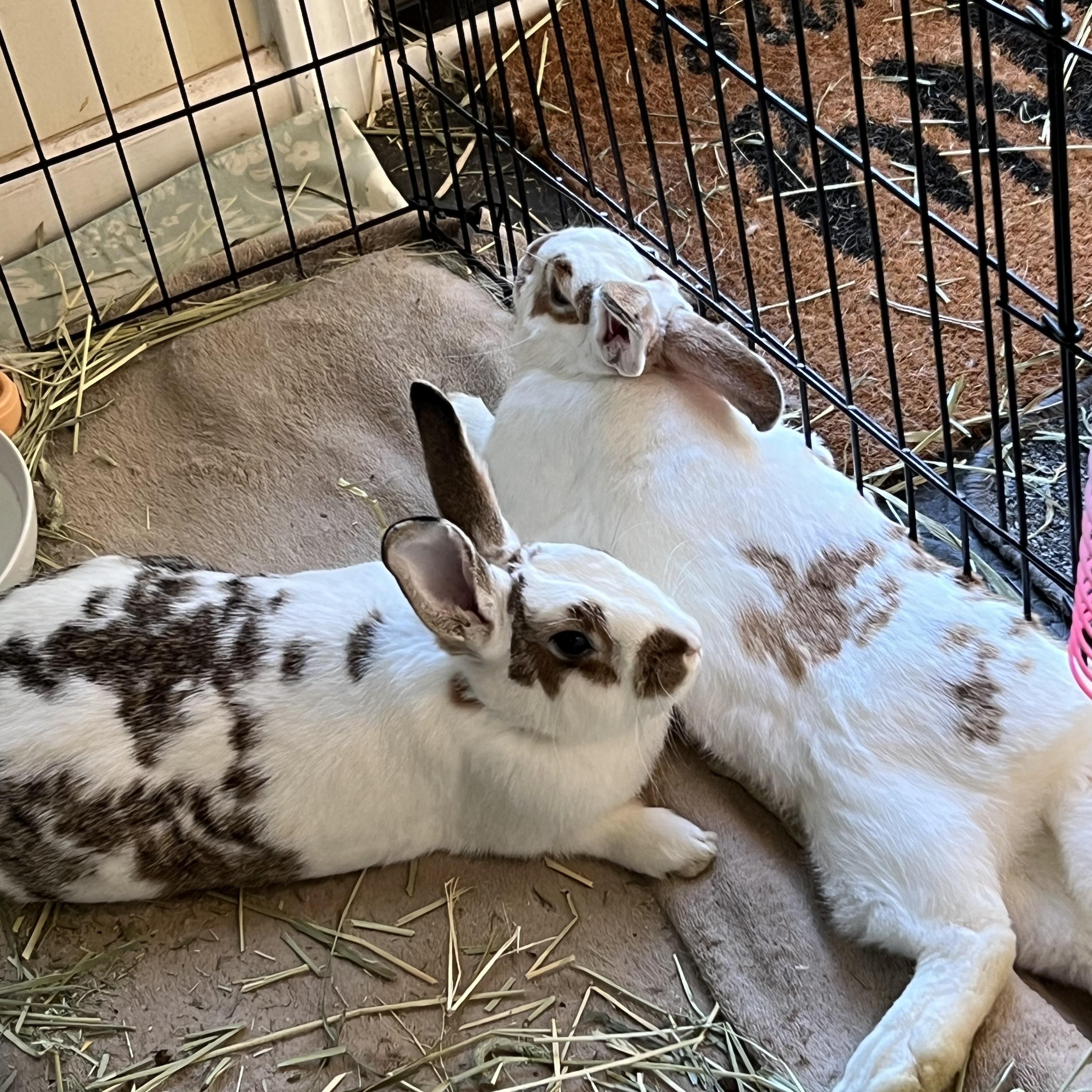 Enlarge Cassian & Ansel (bonded brother pair), a Adoptable mixed breed in Huntsville, AL image 6/6