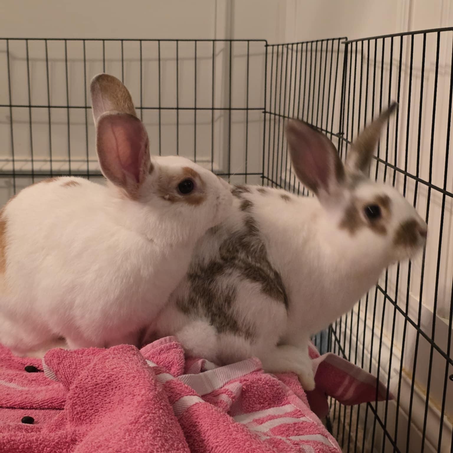 Enlarge Cassian & Ansel (bonded brother pair), a Adoptable mixed breed in Huntsville, AL image 3/6