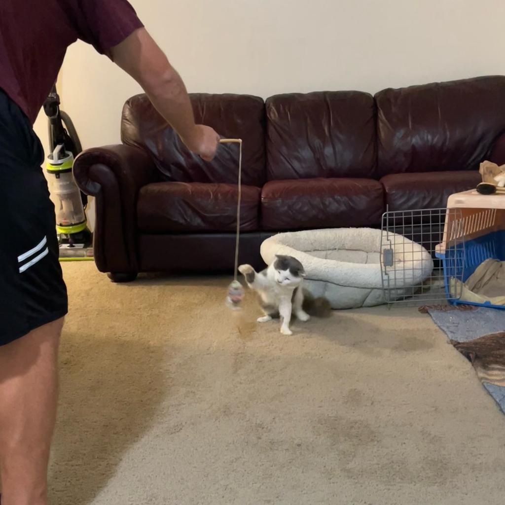 Woodstock, Adoptable, Adult Male Domestic Long Hair.