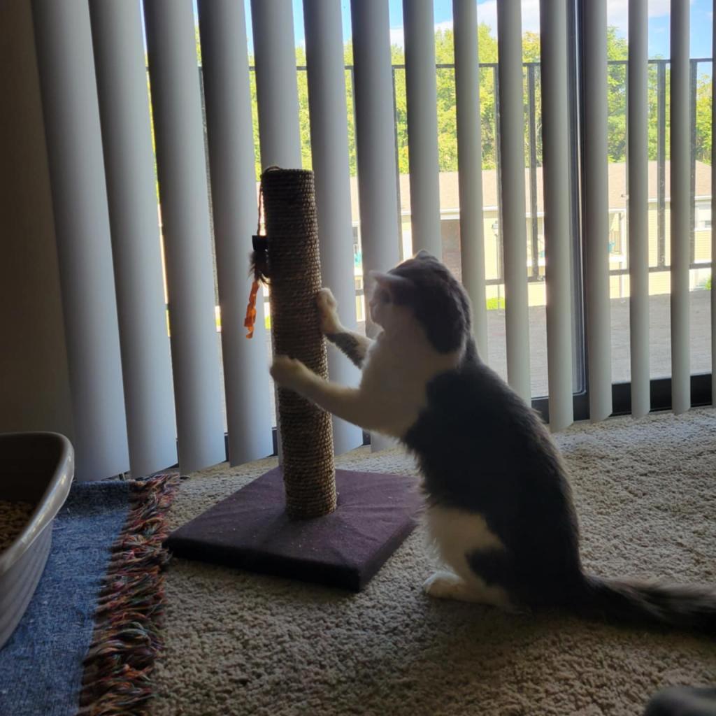 Woodstock — thumbnail 5