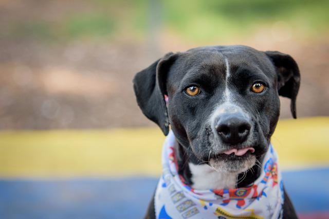 Pearl, Adopted, Senior Female Pit Bull Terrier.