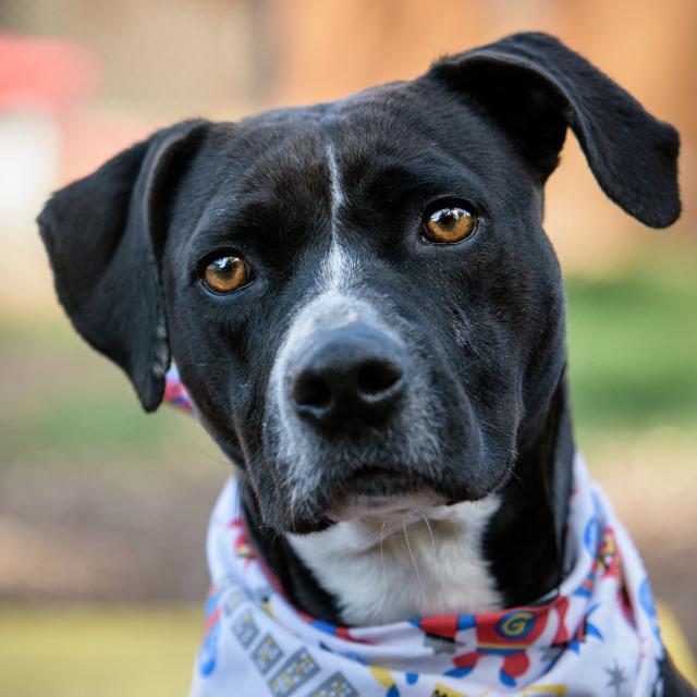 Enlarge Pearl, a Adopted mixed breed in Saint Petersburg, FL image 2/5