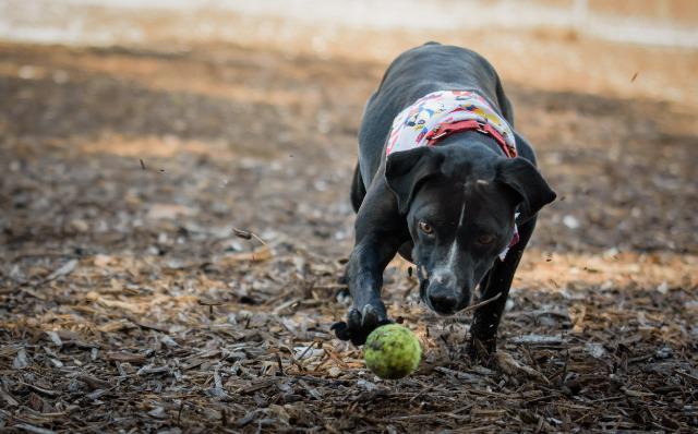Enlarge Pearl, a Adopted mixed breed in Saint Petersburg, FL image 3/5