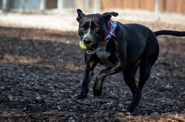 Enlarge Pearl, a Adopted mixed breed in Saint Petersburg, FL image 4/5
