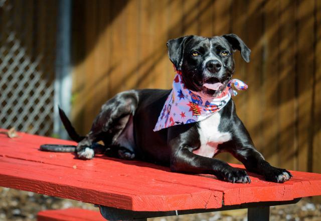 Enlarge Pearl, a Adopted mixed breed in Saint Petersburg, FL image 5/5