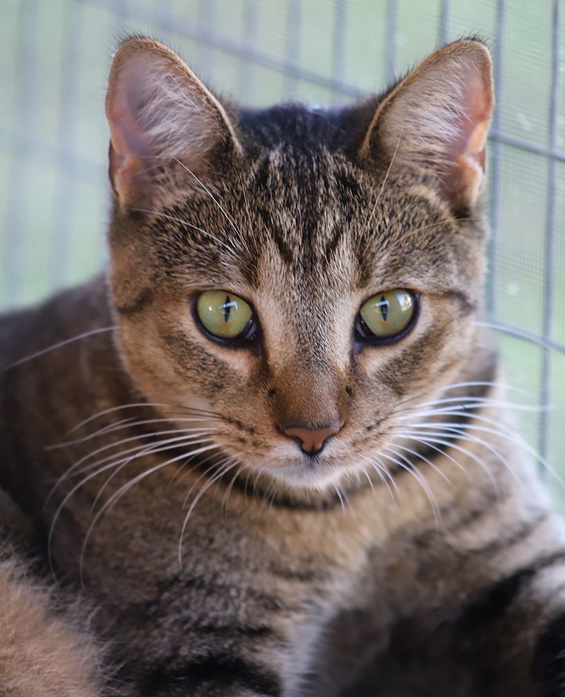 Rom, a Adoptable mixed breed in North Fort Myers, FL image 1/5