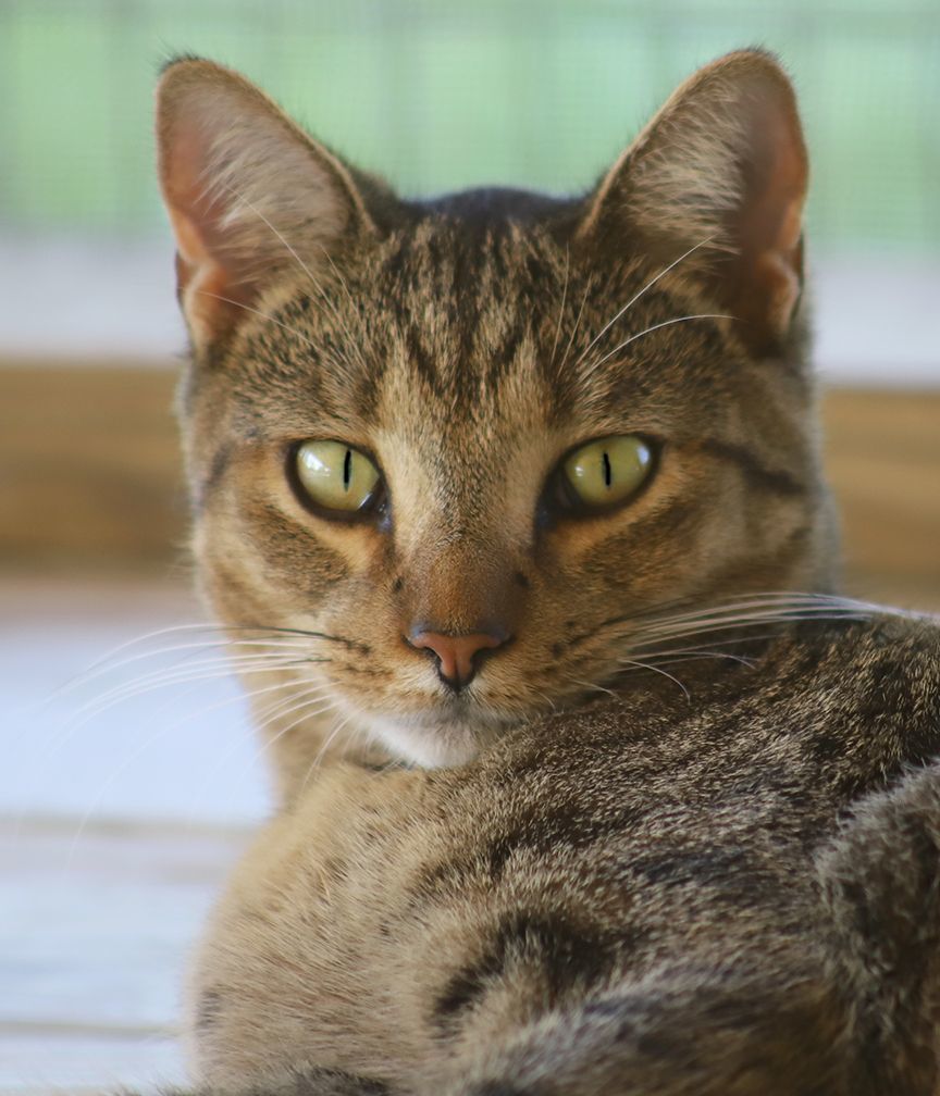 Rom, a Adoptable mixed breed in North Fort Myers, FL image 2/5