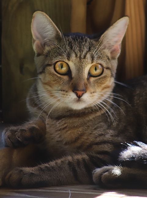 Rom, a Adoptable mixed breed in North Fort Myers, FL image 3/5