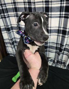 Enlarge Copper, a ADOPTABLE Pit Bull Terrier in Bucyrus, OH image 5/5