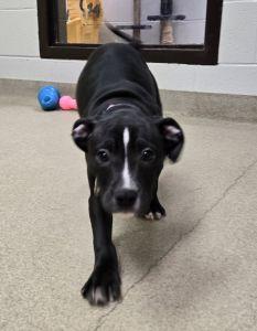 Enlarge Copper, a ADOPTABLE Pit Bull Terrier in Bucyrus, OH image 3/5